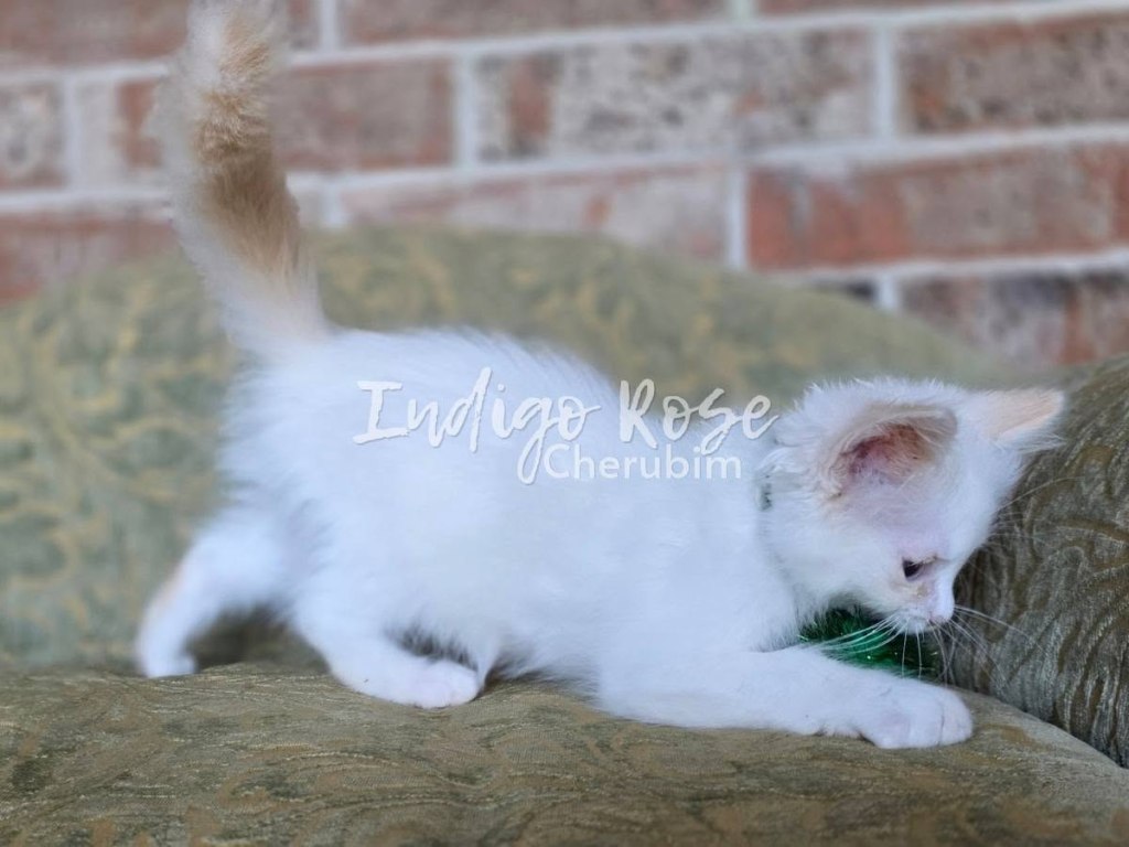 Flame Point Bicolor Ragdoll Kitten