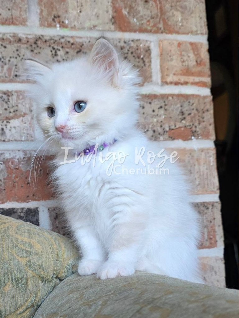 chocolate mink classic tabby bicolor cherubim ragdoll kitten