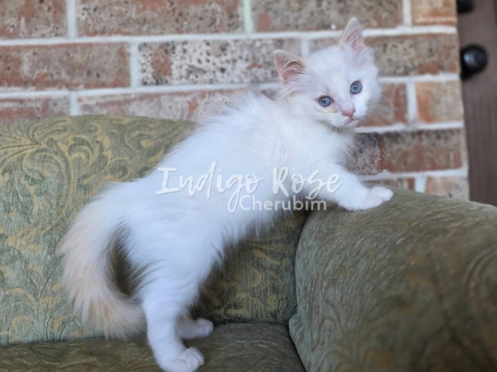 Flame Point Bicolor Ragdoll Kitten