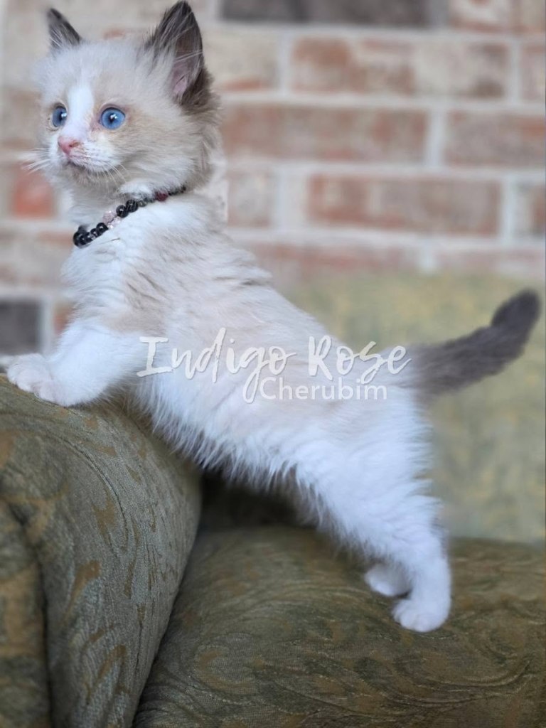 seal point bicolor ragdoll kitten