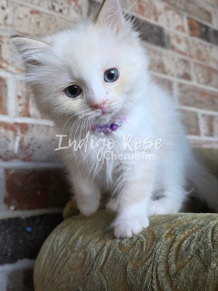 chocolate mink classic tabby bicolor cherubim ragdoll kitten
