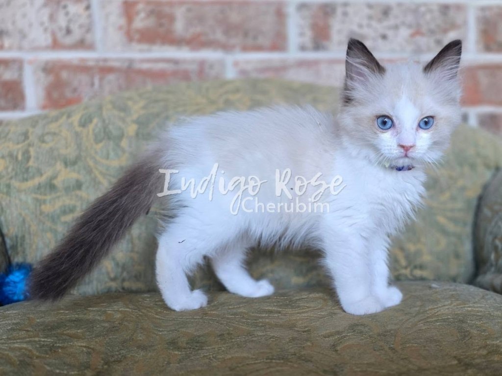 seal point bicolor ragdoll kitten