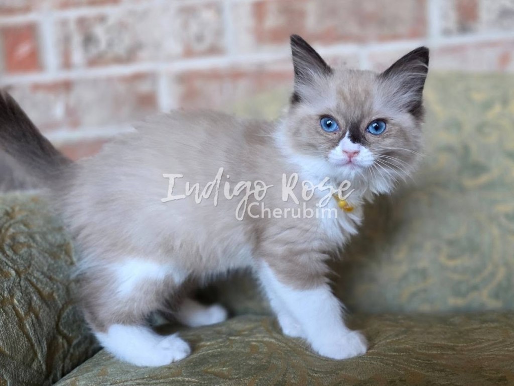 seal mink bicolor cherubim ragdoll kitten