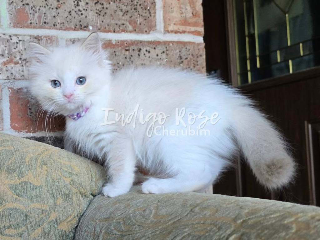 chocolate mink classic tabby bicolor cherubim ragdoll kitten
