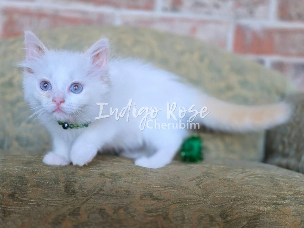 Flame Point Bicolor Ragdoll Kitten