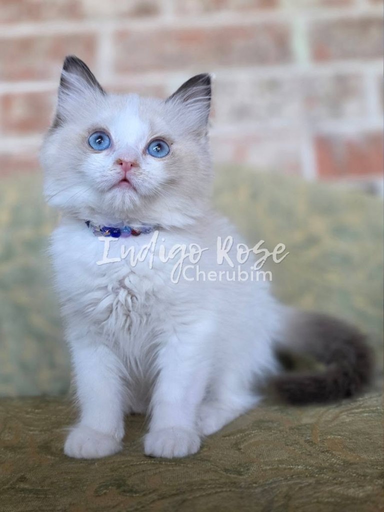 seal point bicolor ragdoll kitten