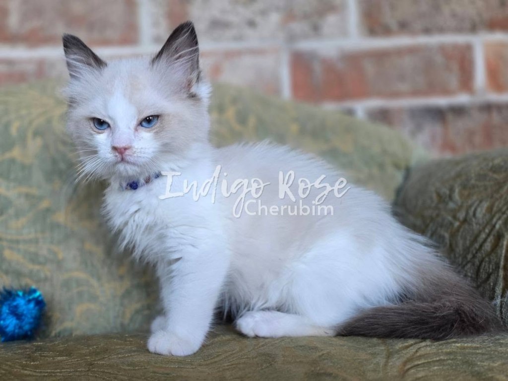 seal point bicolor ragdoll kitten