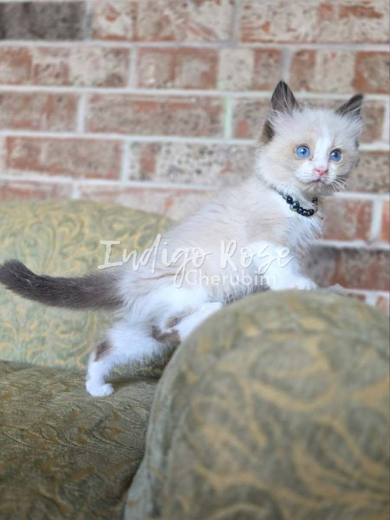 seal point bicolor ragdoll kitten