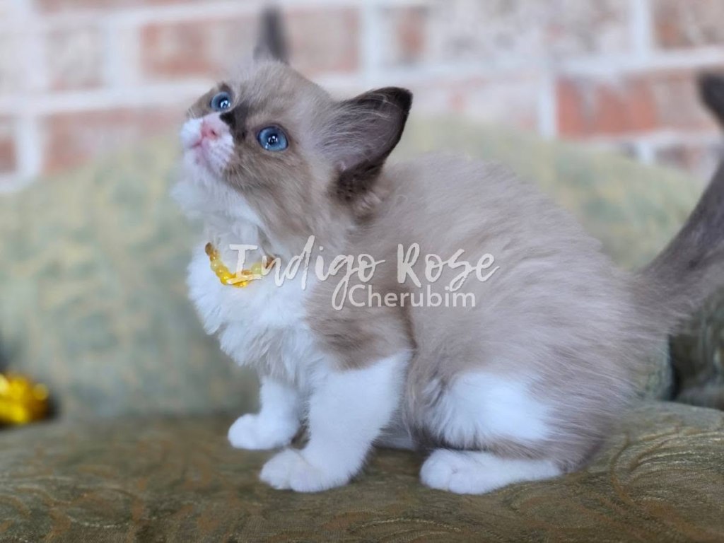seal mink bicolor cherubim ragdoll kitten