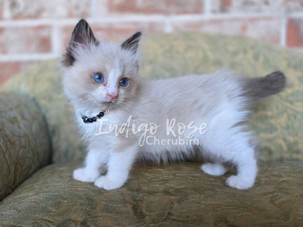 seal point bicolor ragdoll kitten