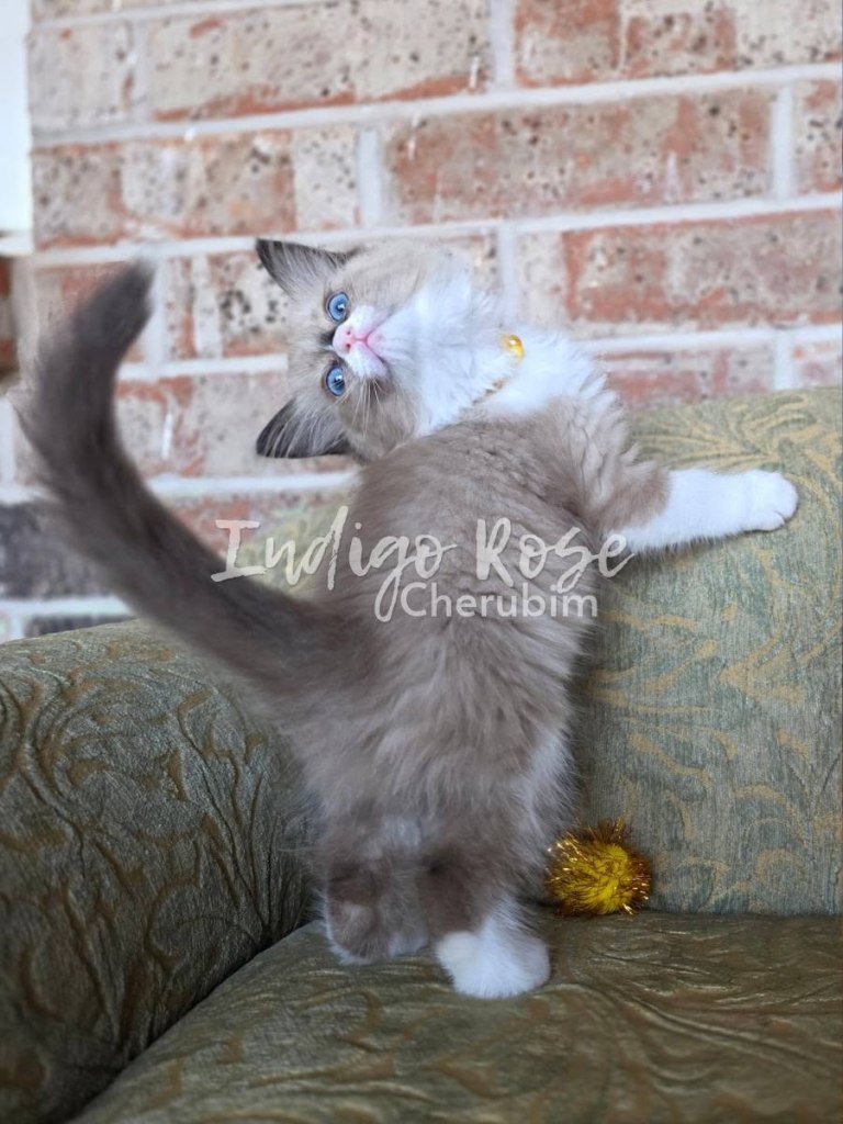 seal mink bicolor cherubim ragdoll kitten
