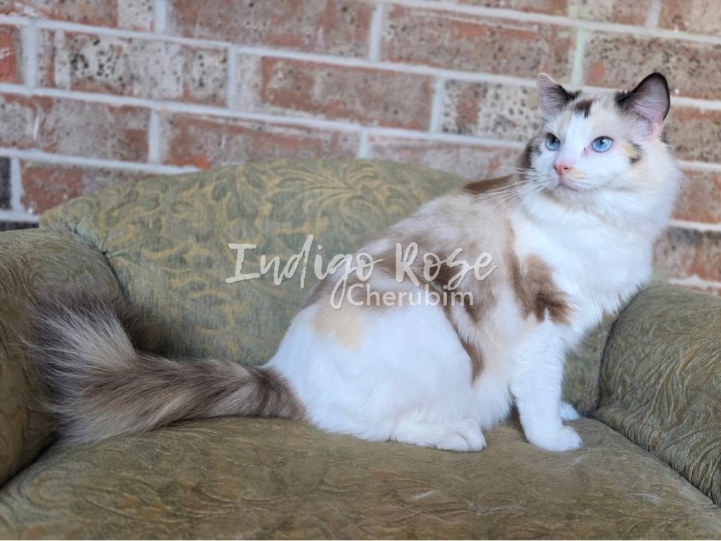 seal torti point bicolor ragdoll