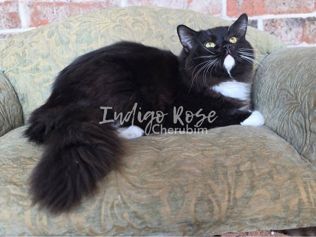 black solid cherubim ragdoll