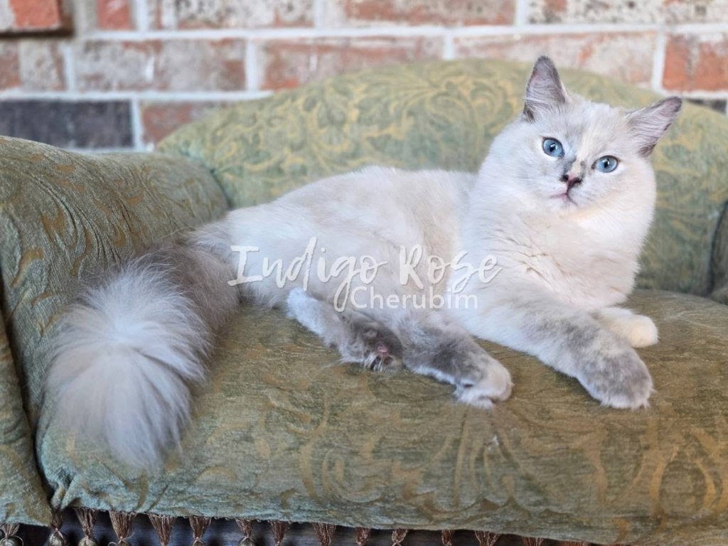 blue mink tortie cherubim ragdoll