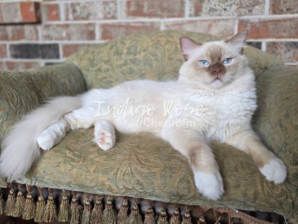 cinnamon mink cherubim ragdoll