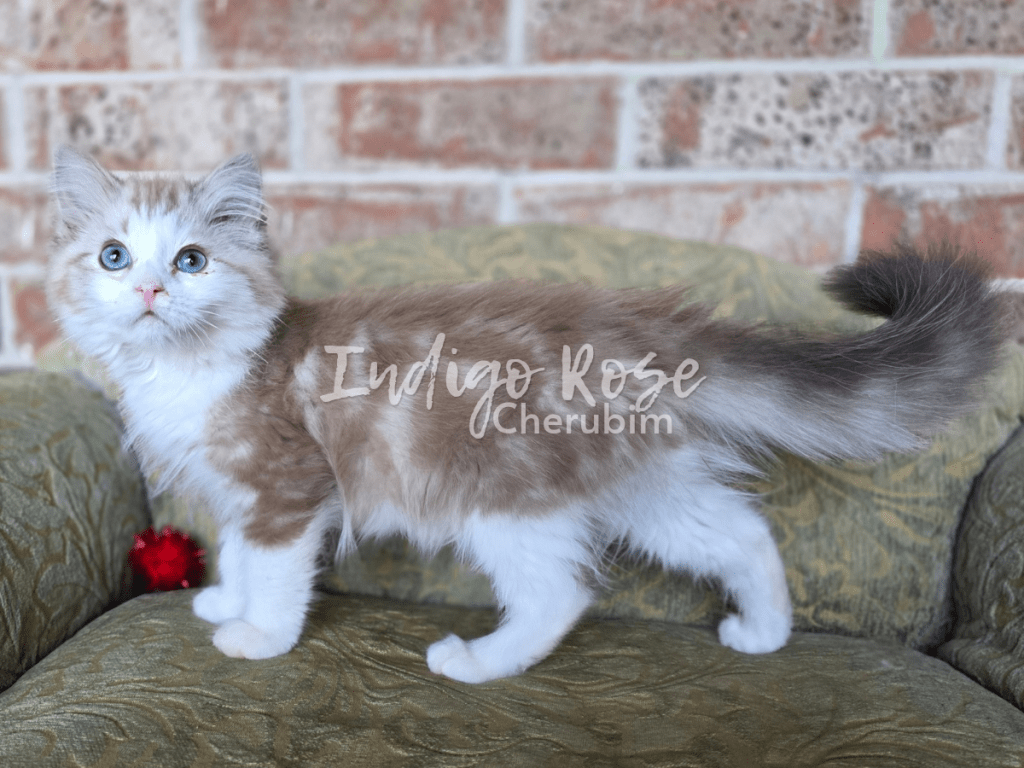 seal mink classic tabby bicolor