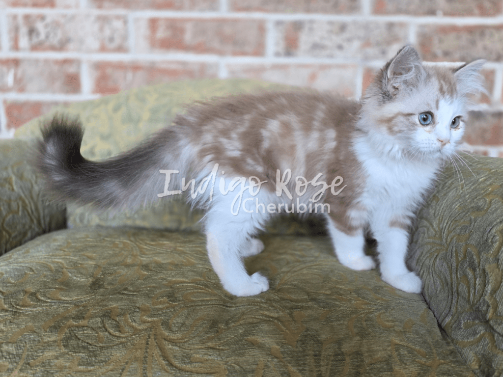 seal mink classic tabby bicolor
