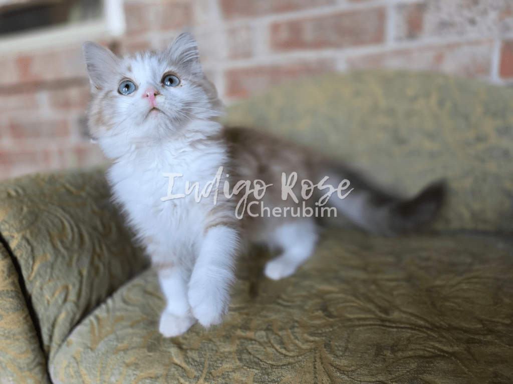 seal mink classic tabby bicolor